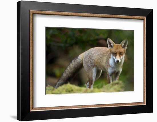 Red Fox (Vulpes Vulpes) Leicestershire, England, UK, September-Danny Green-Framed Photographic Print