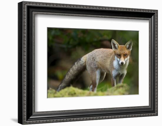 Red Fox (Vulpes Vulpes) Leicestershire, England, UK, September-Danny Green-Framed Photographic Print