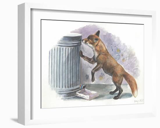 Red Fox Vulpes Vulpes Looking for Food in a Garbage Bin-null-Framed Giclee Print