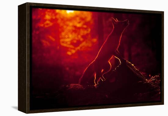 Red Fox (Vulpes Vulpes) Looking Up into Tree at Sunset, Backlit, Black Forest, Germany-Klaus Echle-Framed Premier Image Canvas