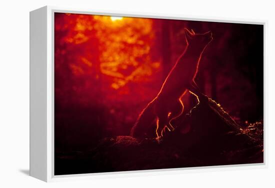 Red Fox (Vulpes Vulpes) Looking Up into Tree at Sunset, Backlit, Black Forest, Germany-Klaus Echle-Framed Premier Image Canvas