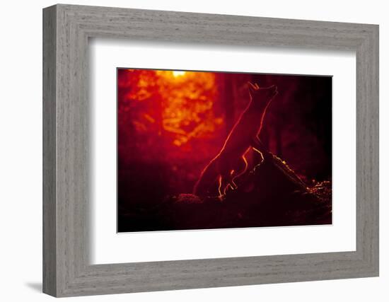 Red Fox (Vulpes Vulpes) Looking Up into Tree at Sunset, Backlit, Black Forest, Germany-Klaus Echle-Framed Photographic Print