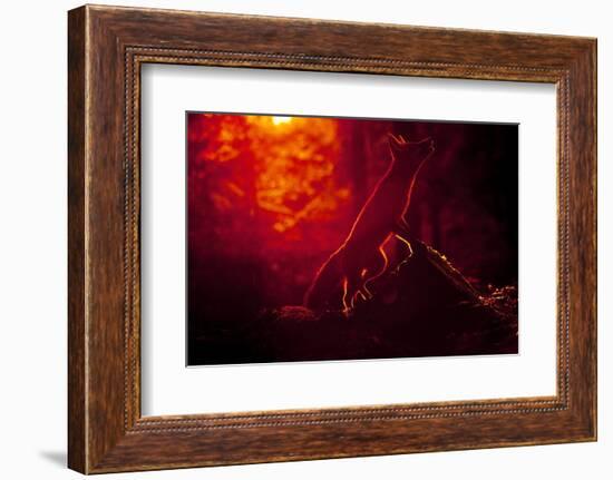 Red Fox (Vulpes Vulpes) Looking Up into Tree at Sunset, Backlit, Black Forest, Germany-Klaus Echle-Framed Photographic Print