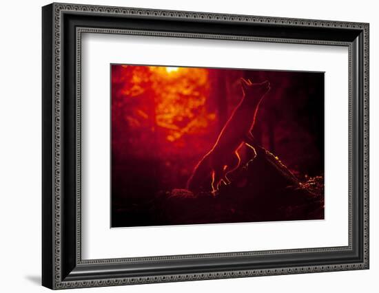 Red Fox (Vulpes Vulpes) Looking Up into Tree at Sunset, Backlit, Black Forest, Germany-Klaus Echle-Framed Photographic Print