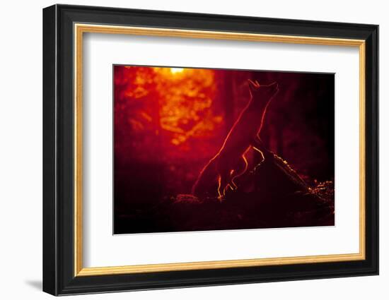 Red Fox (Vulpes Vulpes) Looking Up into Tree at Sunset, Backlit, Black Forest, Germany-Klaus Echle-Framed Photographic Print