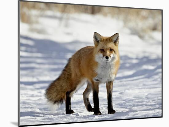 Red Fox (Vulpes Vulpes Or Vulpes Fulva) in the Snow, Prospect Park, Wheatridge, Colorado-null-Mounted Photographic Print