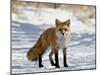 Red Fox (Vulpes Vulpes Or Vulpes Fulva) in the Snow, Prospect Park, Wheatridge, Colorado-null-Mounted Photographic Print