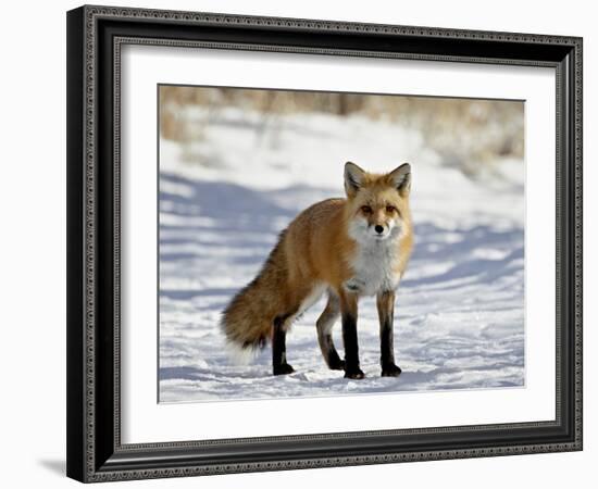 Red Fox (Vulpes Vulpes Or Vulpes Fulva) in the Snow, Prospect Park, Wheatridge, Colorado-null-Framed Photographic Print