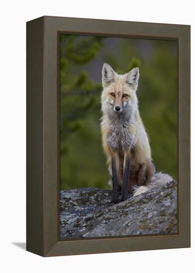 Red Fox (Vulpes Vulpes or Vulpes Fulva), Yellowstone National Park, Wyoming, U.S.A.-James Hager-Framed Premier Image Canvas