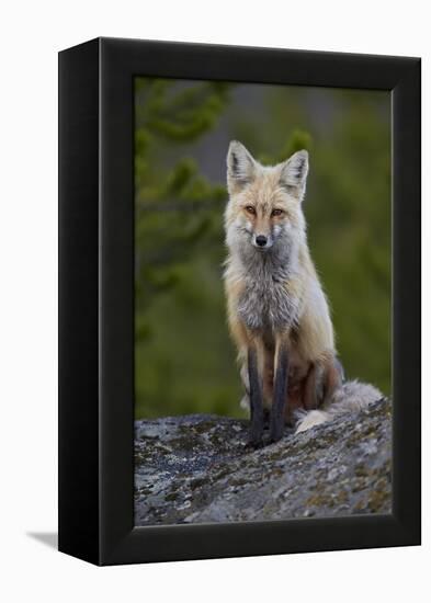 Red Fox (Vulpes Vulpes or Vulpes Fulva), Yellowstone National Park, Wyoming, U.S.A.-James Hager-Framed Premier Image Canvas