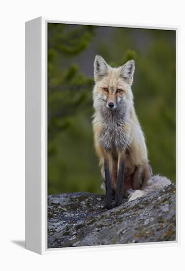 Red Fox (Vulpes Vulpes or Vulpes Fulva), Yellowstone National Park, Wyoming, U.S.A.-James Hager-Framed Premier Image Canvas