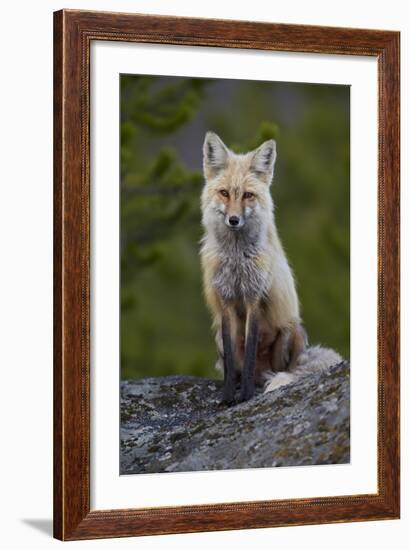 Red Fox (Vulpes Vulpes or Vulpes Fulva), Yellowstone National Park, Wyoming, U.S.A.-James Hager-Framed Photographic Print