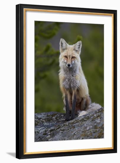 Red Fox (Vulpes Vulpes or Vulpes Fulva), Yellowstone National Park, Wyoming, U.S.A.-James Hager-Framed Photographic Print