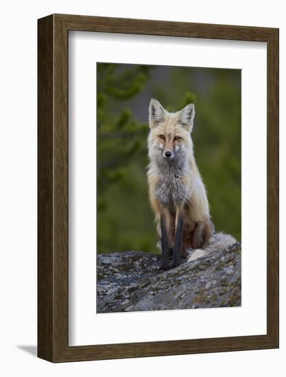 Red Fox (Vulpes Vulpes or Vulpes Fulva), Yellowstone National Park, Wyoming, U.S.A.-James Hager-Framed Photographic Print