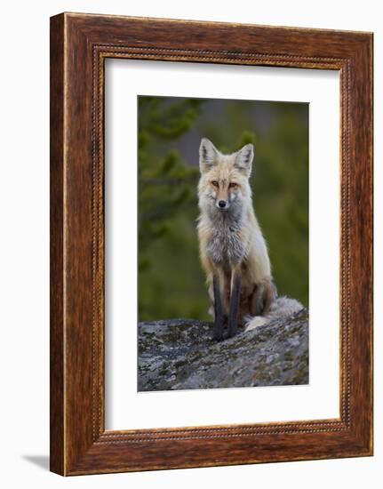 Red Fox (Vulpes Vulpes or Vulpes Fulva), Yellowstone National Park, Wyoming, U.S.A.-James Hager-Framed Photographic Print