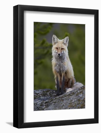 Red Fox (Vulpes Vulpes or Vulpes Fulva), Yellowstone National Park, Wyoming, U.S.A.-James Hager-Framed Photographic Print