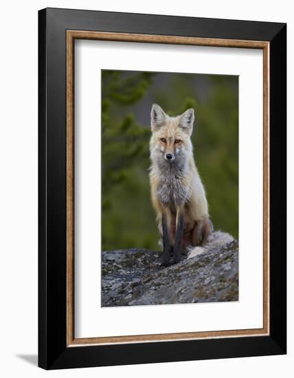 Red Fox (Vulpes Vulpes or Vulpes Fulva), Yellowstone National Park, Wyoming, U.S.A.-James Hager-Framed Photographic Print