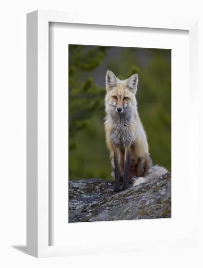Red Fox (Vulpes Vulpes or Vulpes Fulva), Yellowstone National Park, Wyoming, U.S.A.-James Hager-Framed Photographic Print
