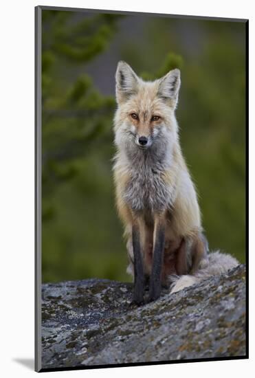 Red Fox (Vulpes Vulpes or Vulpes Fulva), Yellowstone National Park, Wyoming, U.S.A.-James Hager-Mounted Photographic Print