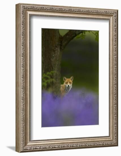 Red Fox (Vulpes Vulpes) Peering from Behind Tree with Bluebells in Foreground, Cheshire, June-Ben Hall-Framed Photographic Print