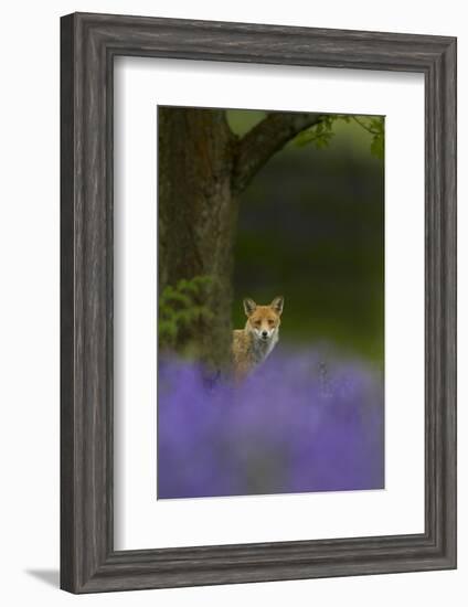 Red Fox (Vulpes Vulpes) Peering from Behind Tree with Bluebells in Foreground, Cheshire, June-Ben Hall-Framed Photographic Print