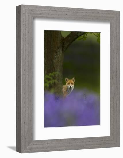 Red Fox (Vulpes Vulpes) Peering from Behind Tree with Bluebells in Foreground, Cheshire, June-Ben Hall-Framed Photographic Print