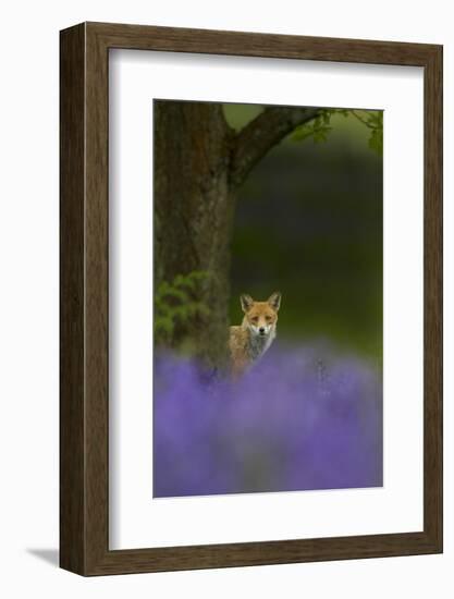 Red Fox (Vulpes Vulpes) Peering from Behind Tree with Bluebells in Foreground, Cheshire, June-Ben Hall-Framed Photographic Print