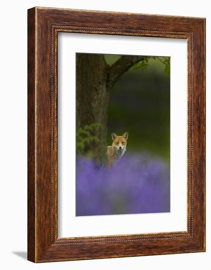 Red Fox (Vulpes Vulpes) Peering from Behind Tree with Bluebells in Foreground, Cheshire, June-Ben Hall-Framed Photographic Print