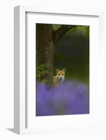 Red Fox (Vulpes Vulpes) Peering from Behind Tree with Bluebells in Foreground, Cheshire, June-Ben Hall-Framed Photographic Print