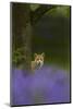 Red Fox (Vulpes Vulpes) Peering from Behind Tree with Bluebells in Foreground, Cheshire, June-Ben Hall-Mounted Photographic Print