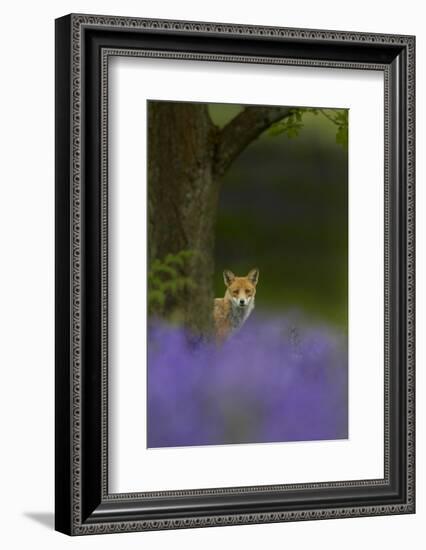 Red Fox (Vulpes Vulpes) Peering from Behind Tree with Bluebells in Foreground, Cheshire, June-Ben Hall-Framed Photographic Print