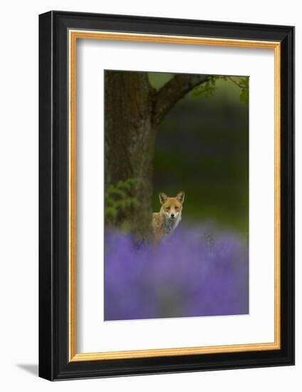 Red Fox (Vulpes Vulpes) Peering from Behind Tree with Bluebells in Foreground, Cheshire, June-Ben Hall-Framed Photographic Print