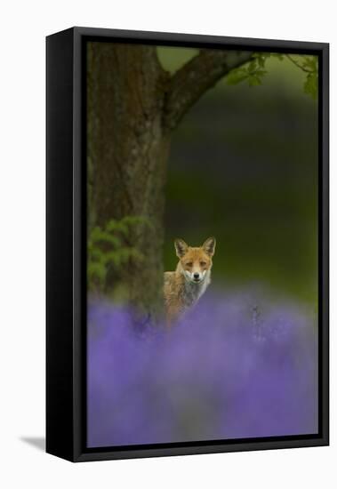 Red Fox (Vulpes Vulpes) Peering from Behind Tree with Bluebells in Foreground, Cheshire, June-Ben Hall-Framed Premier Image Canvas