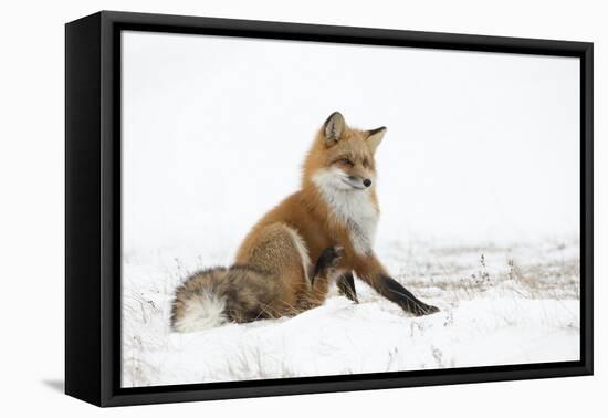 Red Fox (Vulpes Vulpes) Scratching in the Snow, Churchill, Cananda, November-Danny Green-Framed Premier Image Canvas