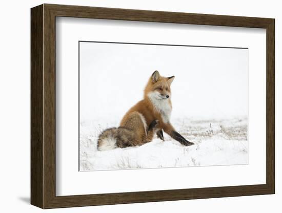 Red Fox (Vulpes Vulpes) Scratching in the Snow, Churchill, Cananda, November-Danny Green-Framed Photographic Print