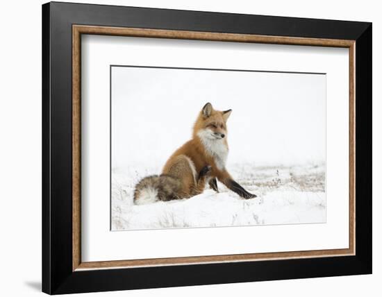 Red Fox (Vulpes Vulpes) Scratching in the Snow, Churchill, Cananda, November-Danny Green-Framed Photographic Print