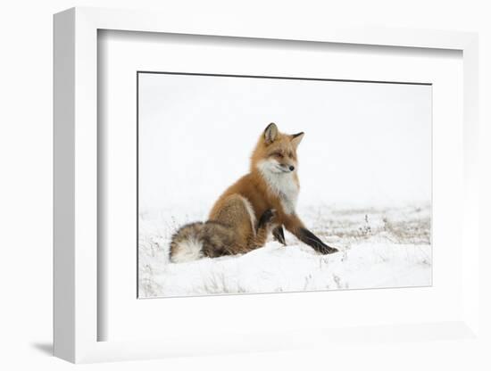 Red Fox (Vulpes Vulpes) Scratching in the Snow, Churchill, Cananda, November-Danny Green-Framed Photographic Print