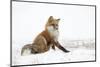 Red Fox (Vulpes Vulpes) Scratching in the Snow, Churchill, Cananda, November-Danny Green-Mounted Photographic Print