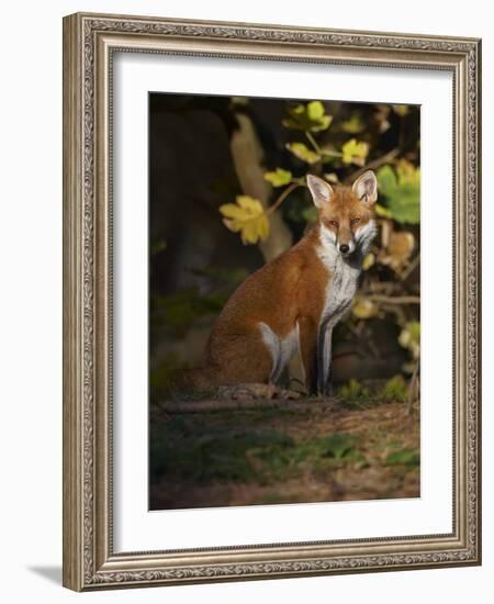 Red Fox (Vulpes Vulpes) Sitting in Deciduous Woodland, Lancashire, England, UK, November-Richard Steel-Framed Photographic Print