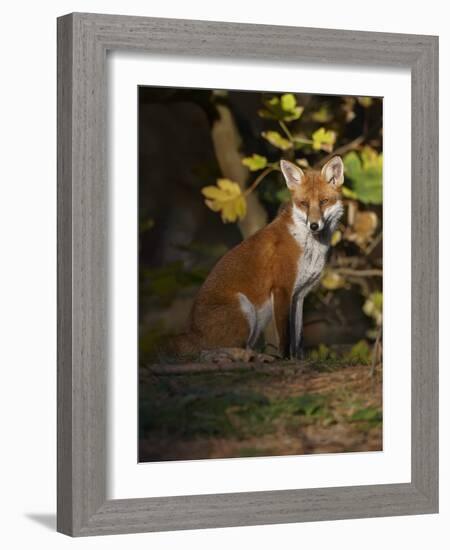 Red Fox (Vulpes Vulpes) Sitting in Deciduous Woodland, Lancashire, England, UK, November-Richard Steel-Framed Photographic Print