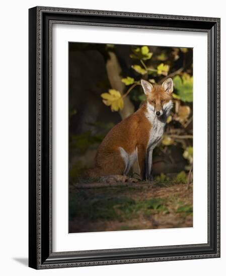 Red Fox (Vulpes Vulpes) Sitting in Deciduous Woodland, Lancashire, England, UK, November-Richard Steel-Framed Photographic Print