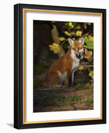 Red Fox (Vulpes Vulpes) Sitting in Deciduous Woodland, Lancashire, England, UK, November-Richard Steel-Framed Photographic Print