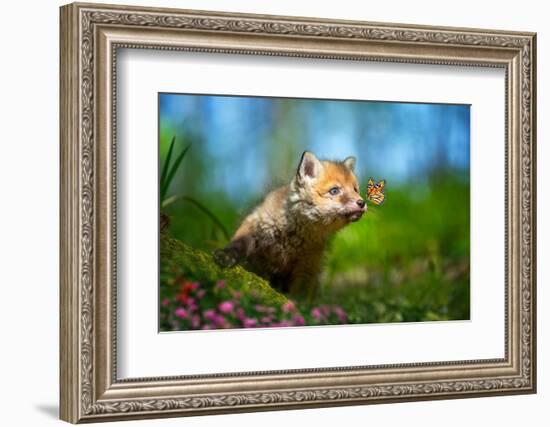 Red Fox, Vulpes Vulpes, Small Young Cub in Forest with Butterfly on Nose-Byrdyak-Framed Photographic Print