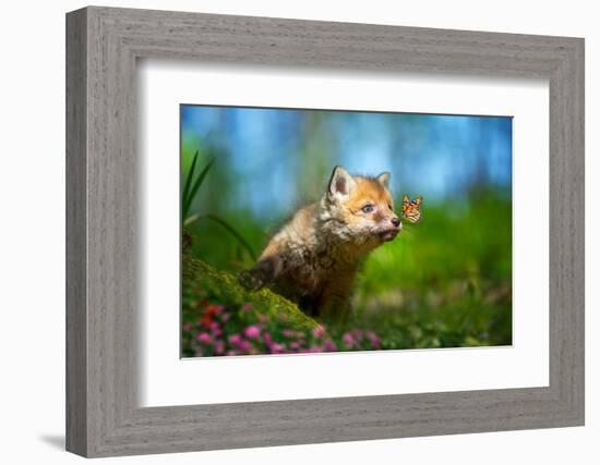 Red Fox, Vulpes Vulpes, Small Young Cub in Forest with Butterfly on Nose-Byrdyak-Framed Photographic Print