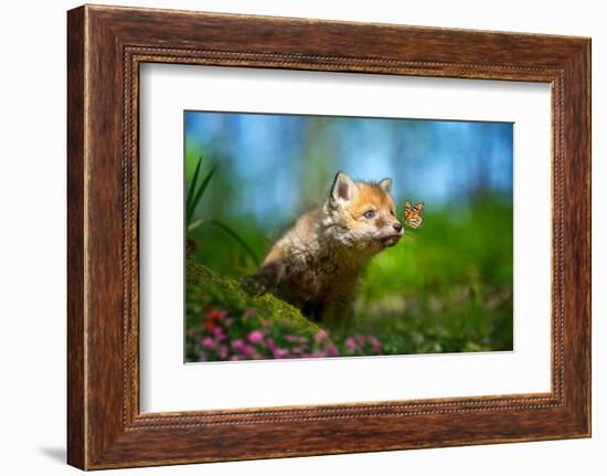 Red Fox, Vulpes Vulpes, Small Young Cub in Forest with Butterfly on Nose-Byrdyak-Framed Photographic Print