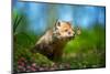 Red Fox, Vulpes Vulpes, Small Young Cub in Forest with Butterfly on Nose-Byrdyak-Mounted Photographic Print