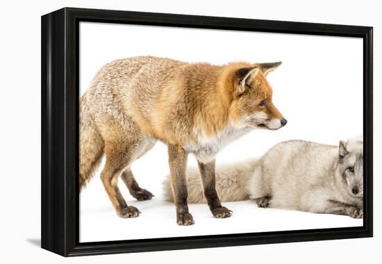 Red Fox, Vulpes Vulpes, Standing and Arctic Fox, Vulpes Lagopus, Lying, Isolated on White-Life on White-Framed Premier Image Canvas