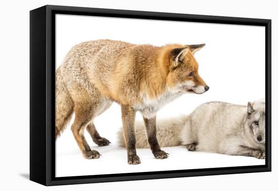 Red Fox, Vulpes Vulpes, Standing and Arctic Fox, Vulpes Lagopus, Lying, Isolated on White-Life on White-Framed Premier Image Canvas