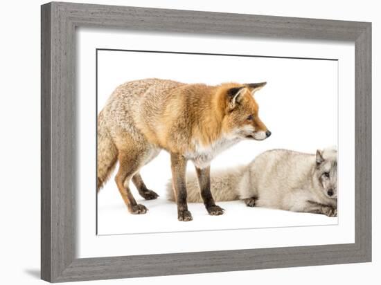 Red Fox, Vulpes Vulpes, Standing and Arctic Fox, Vulpes Lagopus, Lying, Isolated on White-Life on White-Framed Photographic Print