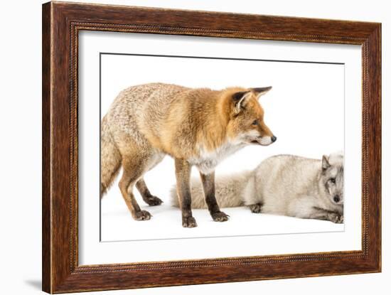 Red Fox, Vulpes Vulpes, Standing and Arctic Fox, Vulpes Lagopus, Lying, Isolated on White-Life on White-Framed Photographic Print